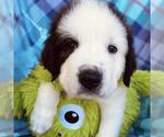 Small Photo #2 Great Pyrenees-Unknown Mix Puppy For Sale in San Diego, CA, USA