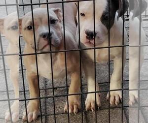 American Bully Puppy for sale in INDEPENDENCE, MO, USA