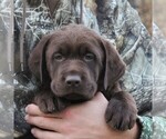 Small #1 Labrador Retriever