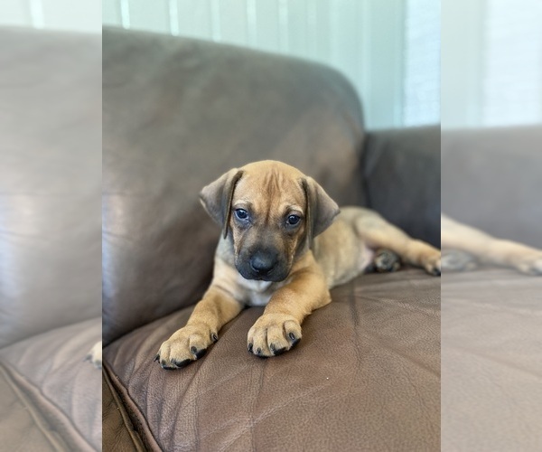 Medium Photo #12 Rhodesian Ridgeback Puppy For Sale in KELLER, TX, USA