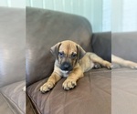 Small Photo #12 Rhodesian Ridgeback Puppy For Sale in KELLER, TX, USA