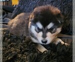 Small Photo #23 Alaskan Malamute Puppy For Sale in MIDWEST CITY, OK, USA