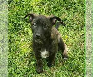 Labrador Retriever-Unknown Mix Dogs for adoption in SHERBURNE, NY, USA