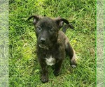Small Labrador Retriever Mix