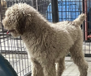 Father of the Miniature Bernedoodle puppies born on 11/28/2022