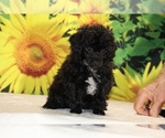 Image preview for Ad Listing. Nickname: Jasper