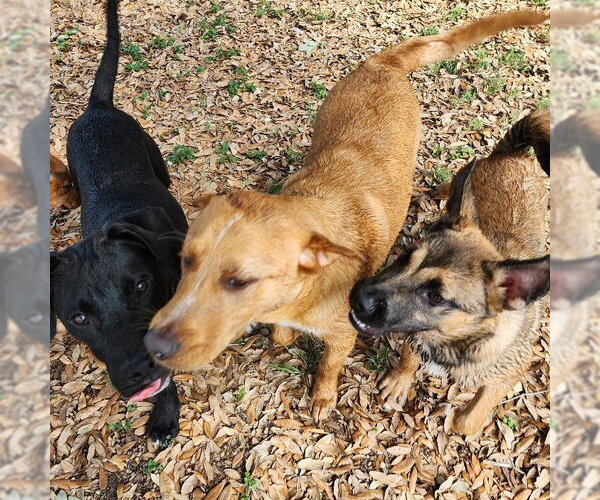 Medium Photo #4 Labrador Retriever-Retriever  Mix Puppy For Sale in Rockaway, NJ, USA