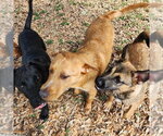 Small #3 Labrador Retriever-Retriever  Mix