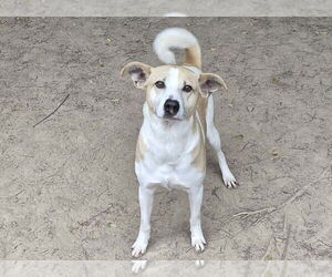 Forrest - Male Feist Terrier-Unknown Mix Dog for Adoption - Photo #2