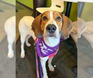 Daisy - Female American Foxhound-Unknown Mix Dog for Adoption - Photo #3