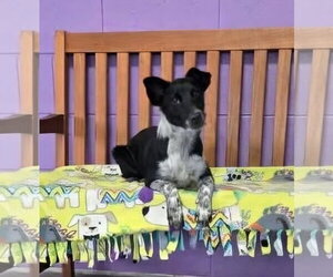 **MARVIN** - Male Mutt Dog for Adoption - Photo #3