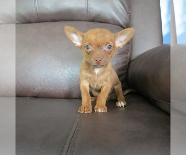 Medium Photo #6 Chihuahua Puppy For Sale in HAYES, VA, USA