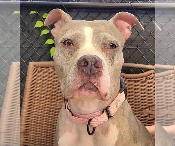 Medium Photo #2 American Pit Bull Terrier-Unknown Mix Puppy For Sale in Millersville, MD, USA