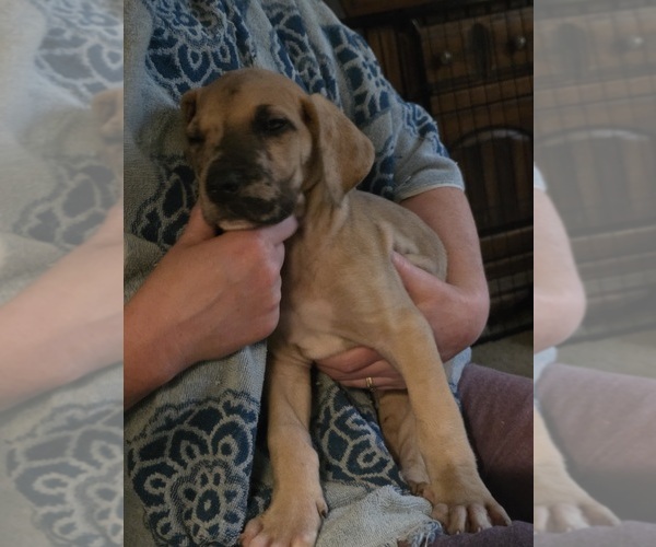 Medium Photo #4 Great Dane Puppy For Sale in MOLINE, IL, USA