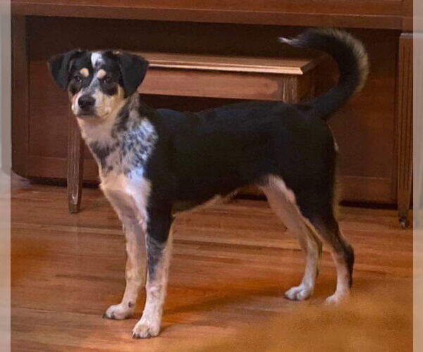 Medium Photo #3 Mutt Puppy For Sale in Westminster, MD, USA