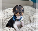 Small #1 Chihuahua