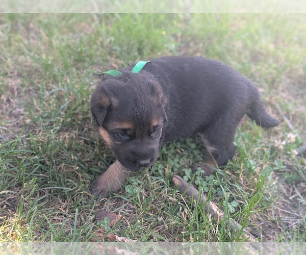 Medium Photo #2 German Shepherd Dog Puppy For Sale in OAK GROVE, OR, USA