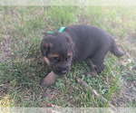 Small #1 German Shepherd Dog