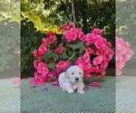 Puppy Purple Golden Retriever