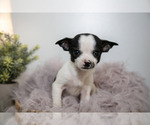 Puppy Lorenzo Chihuahua