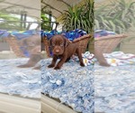 Small Photo #5 Labrador Retriever Puppy For Sale in FRESNO, CA, USA