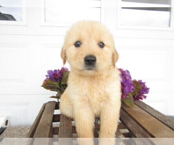 Medium Photo #1 Golden Retriever Puppy For Sale in KALAMAZOO, MI, USA