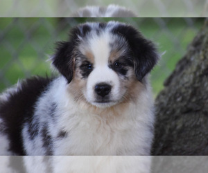 Australian Shepherd Puppy for sale in EASTON, MO, USA