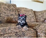 Small Photo #5 Yorkshire Terrier Puppy For Sale in SANTA CLARITA, CA, USA