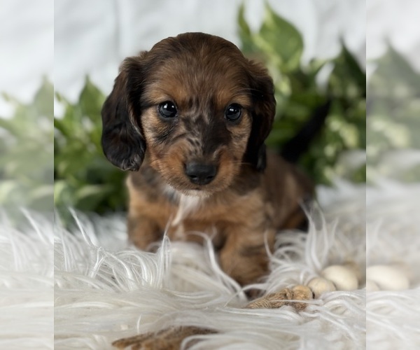 Medium Photo #12 Dachshund Puppy For Sale in ROCK STREAM, NY, USA
