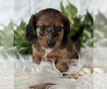 Small #11 Dachshund