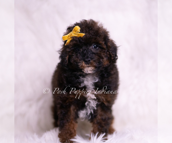 Medium Photo #2 Poodle (Toy) Puppy For Sale in WARSAW, IN, USA