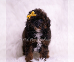 Small Photo #58 Poodle (Toy) Puppy For Sale in WARSAW, IN, USA