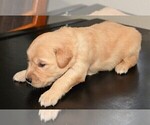 Small Photo #33 Golden Retriever Puppy For Sale in POULSBO, WA, USA