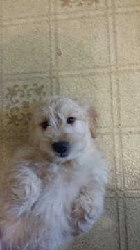 Medium Photo #1 Goldendoodle Puppy For Sale in WEST WARWICK, RI, USA