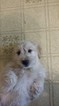 Small Photo #1 Goldendoodle Puppy For Sale in WEST WARWICK, RI, USA