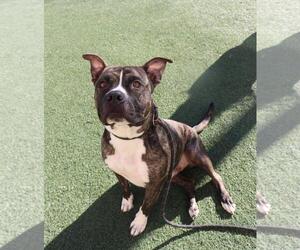 Labrador Retriever-Unknown Mix Dogs for adoption in Rockwall, TX, USA