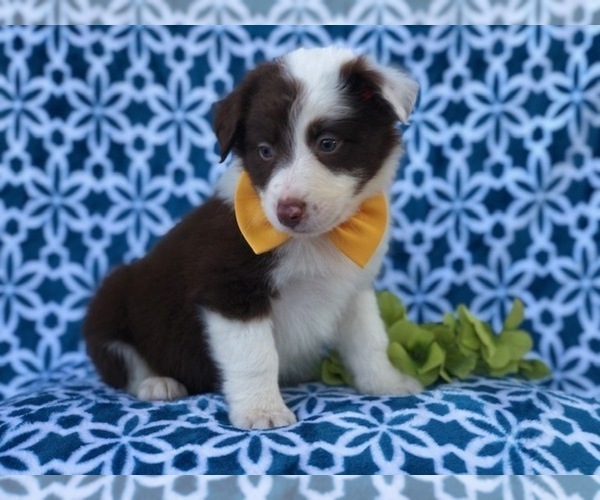 Medium Photo #10 Australian Shepherd Puppy For Sale in LAKELAND, FL, USA