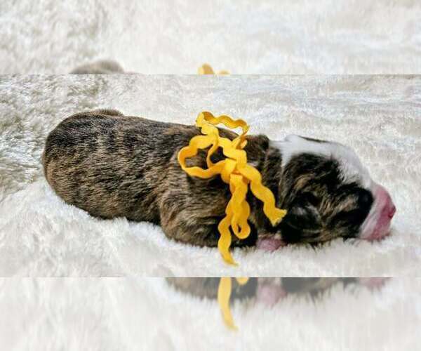 Medium Photo #3 Alapaha Blue Blood Bulldog Puppy For Sale in SHELOCTA, PA, USA