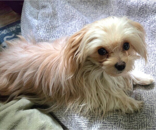 Medium Photo #4 Maltese-Unknown Mix Puppy For Sale in Salt Lake City, UT, USA