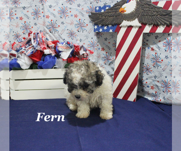 Medium Photo #19 Poodle (Toy) Puppy For Sale in CHANUTE, KS, USA