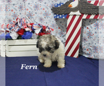 Small #18 Poodle (Toy)