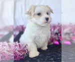 Small #2 Maltese