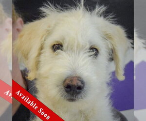 Mutt Dogs for adoption in Huntley, IL, USA