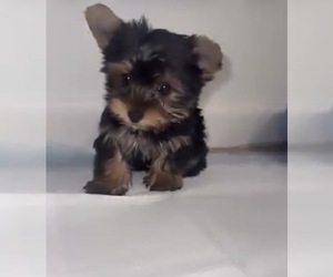 Yorkshire Terrier Puppy for sale in BUCKEYE, AZ, USA