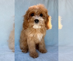 Cavapoo Puppy for sale in FAIR HAVEN, MI, USA