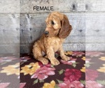 Small #10 Goldendoodle mix (+ Poodle Miniature)