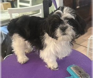Mother of the Maltipoo (Miniature)-Shih Tzu Mix puppies born on 10/19/2026