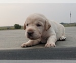 Small Photo #17 Labrador Retriever Puppy For Sale in EATON, CO, USA