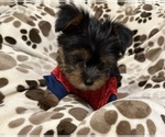 Small Photo #8 Yorkshire Terrier Puppy For Sale in ORLANDO, FL, USA