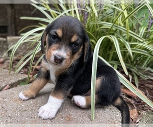 Beagle Puppy for sale in FORDLAND, MO, USA
